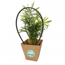 ROŚLINA W OPAKOWANIU z logo firmy w LazyStore!