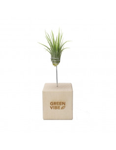 Tillandsia w etui z logo firmy w LazyStore!