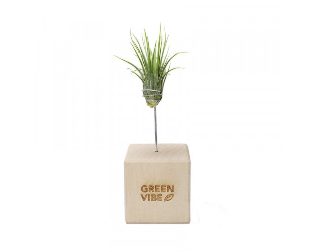 Tillandsia w etui z logo firmy w LazyStore!