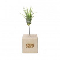 Tillandsia w etui z logo firmy w LazyStore!