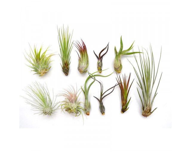 Tillandsia w etui z logo firmy w LazyStore!