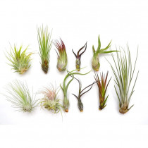 Tillandsia w etui z logo firmy w LazyStore!