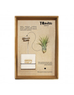 Tillandsia w etui z logo firmy w LazyStore! 2