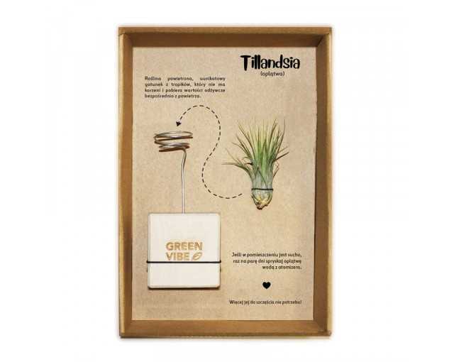 Tillandsia w etui z logo firmy w LazyStore!