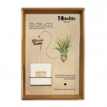 Tillandsia w etui z logo firmy w LazyStore!